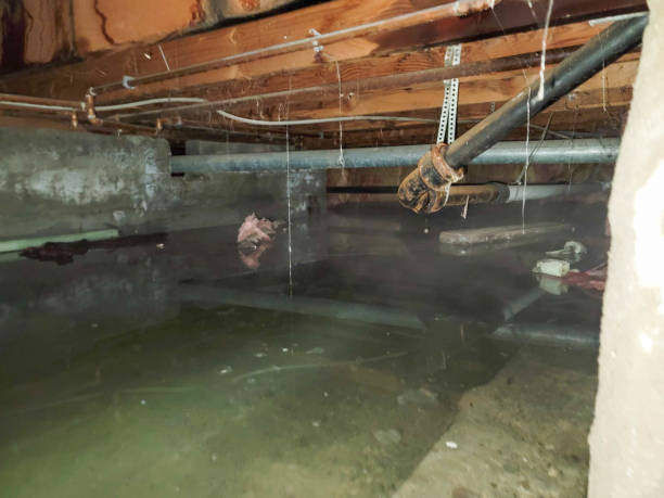 Best Water damage restoration near me  in West Wendover, NV